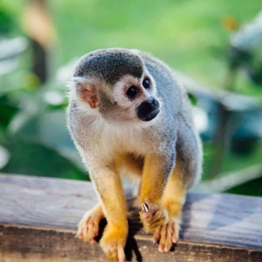 Monkeyland form Bayahibe