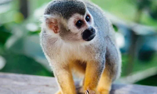 Monkeyland form Bayahibe