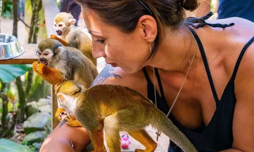 Monkeyland