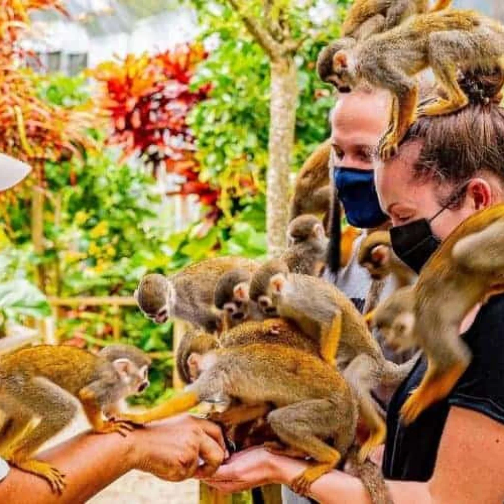 Monkeyland
