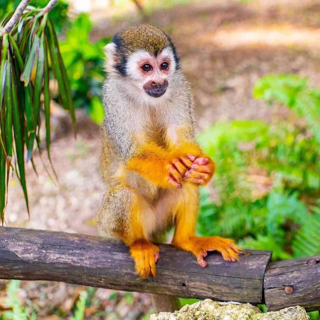 Monkeyland in Bayahibe