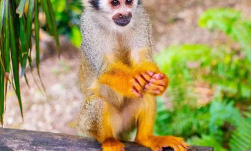 Monkeyland in Bayahibe
