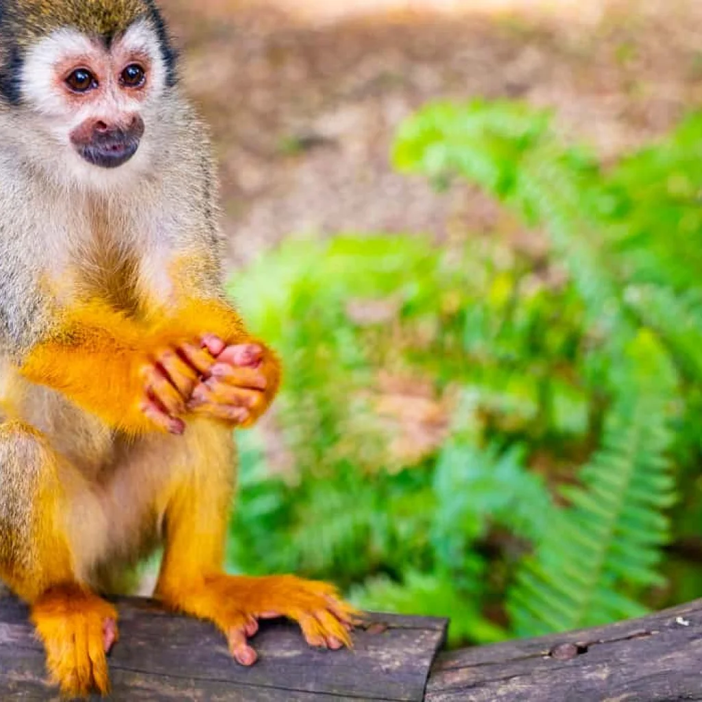 Monkeyland tour Bayahibe