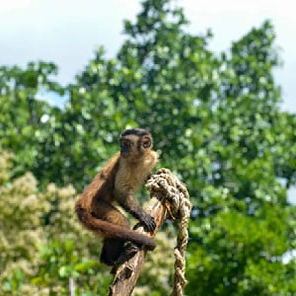 Monkey Island at Scape Park in Bayahibe