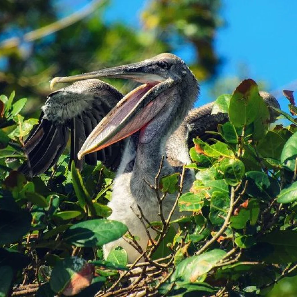 Los Haitises Bird